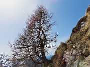 51 Bella pianta solitaria, ben esposta e panoramica sulla valle